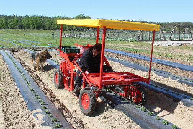 Maszyna do zbioru szparagów i truskawek