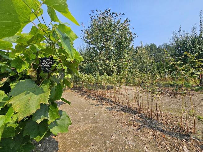 Dom na przepięknej dużej działce z własnym lasem!!