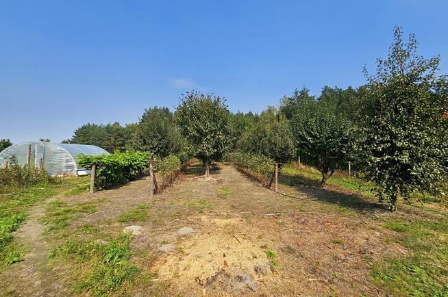 Dom na przepięknej dużej działce z własnym lasem!!