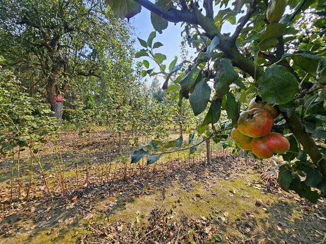 Dom na przepięknej dużej działce z własnym lasem!!