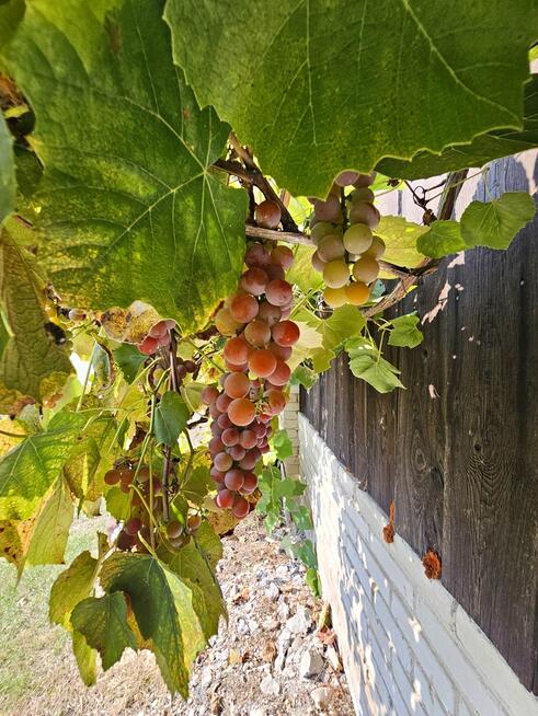 Dom na przepięknej dużej działce z własnym lasem!!