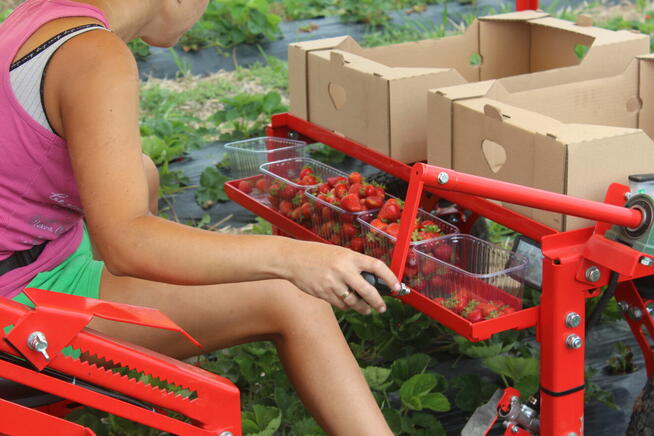 Maszyna do zbioru szparagów i truskawek