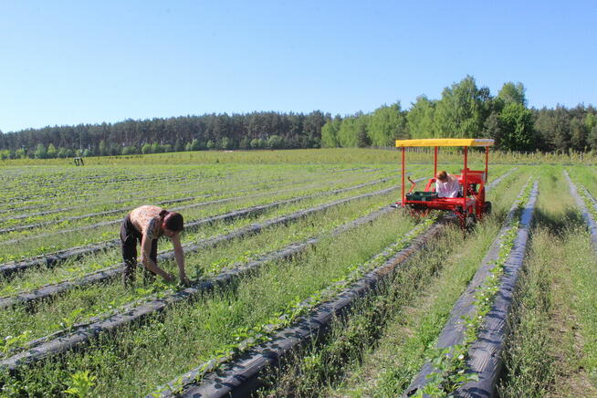 Maszyna do zbioru szparagów i truskawek
