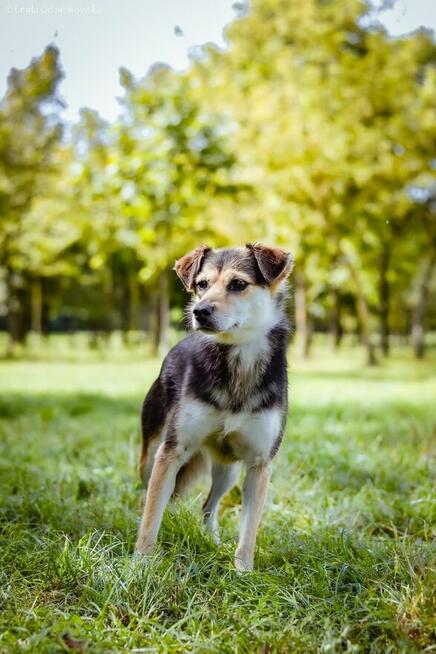 Gabrysia-delikatna i nieśmiała suczka czeka na dom