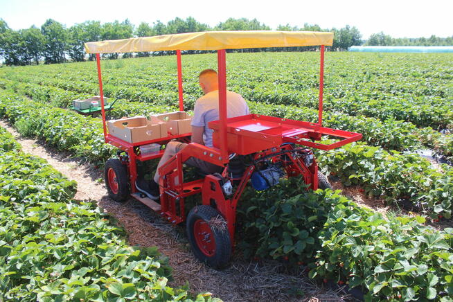 Maszyna do zbioru szparagów i truskawek