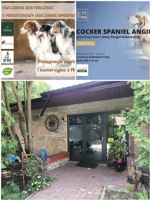 Szkolenia dla groomerów, COCKER SPANIEL i SZKOLENIE GŁÓWKOWE
