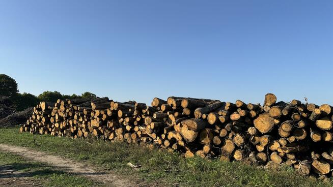 DĄB w wałkach na sprzedaż TANIO