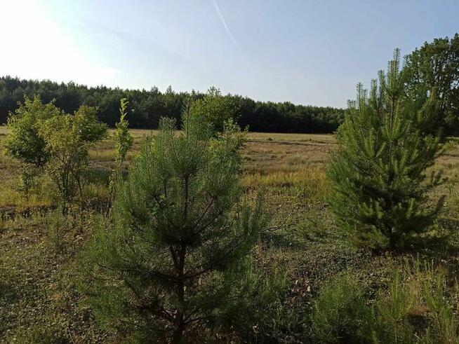 Sprzedam dużą działkę