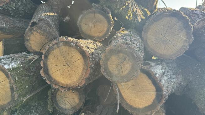 DĄB w wałkach na sprzedaż TANIO