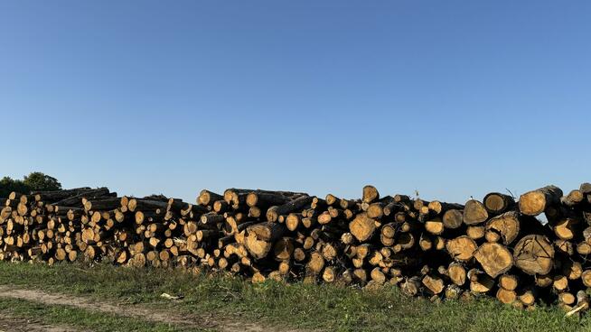 DĄB w wałkach na sprzedaż TANIO