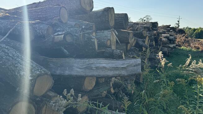 DĄB w wałkach na sprzedaż TANIO