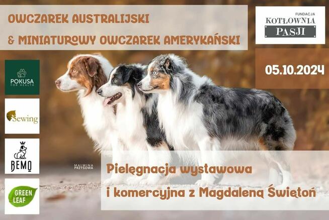 Szkolenia dla groomerów, COCKER SPANIEL i SZKOLENIE GŁÓWKOWE