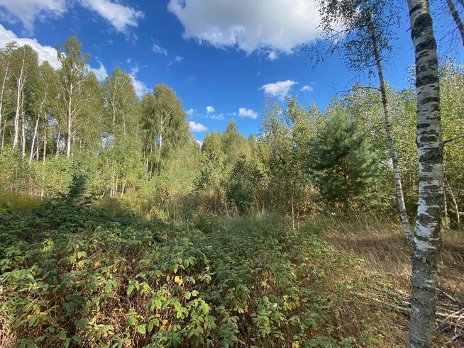 Działka w sercu lasu z warunkami zabudowy Skórzec