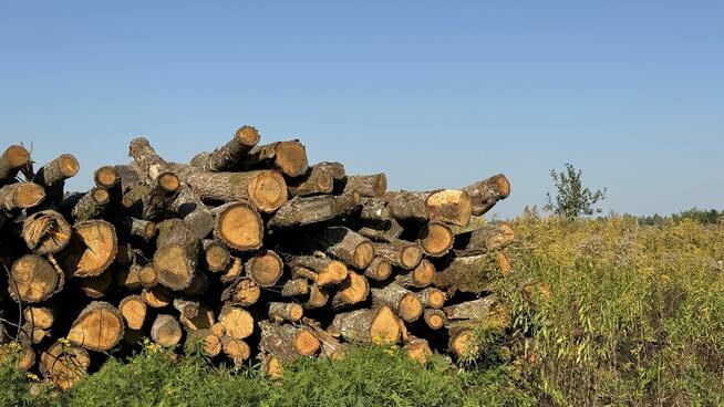 DĄB w wałkach na sprzedaż TANIO