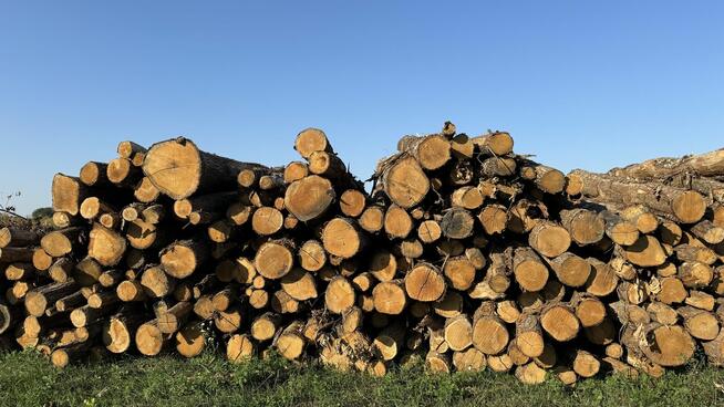 DĄB w wałkach na sprzedaż TANIO