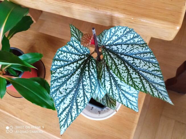 A może fiołka lub begonię...