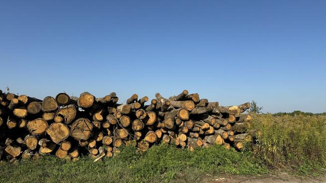 DĄB w wałkach na sprzedaż TANIO