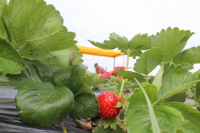 Maszyna do zbioru szparagów i truskawek