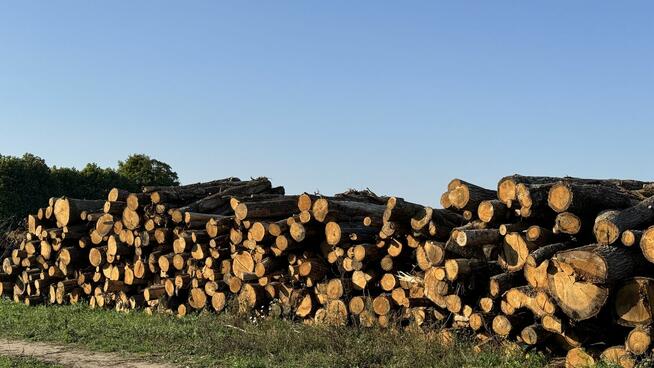 DĄB w wałkach na sprzedaż TANIO
