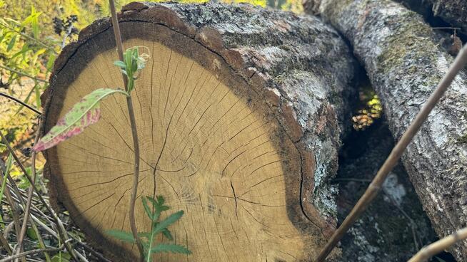DĄB w wałkach na sprzedaż TANIO