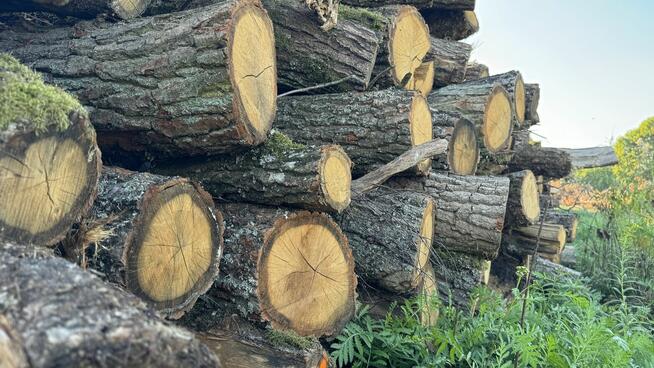 DĄB w wałkach na sprzedaż TANIO