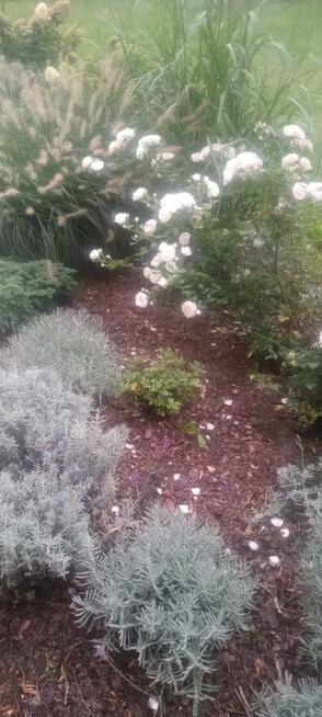 Pan Krzysztof Pomaga