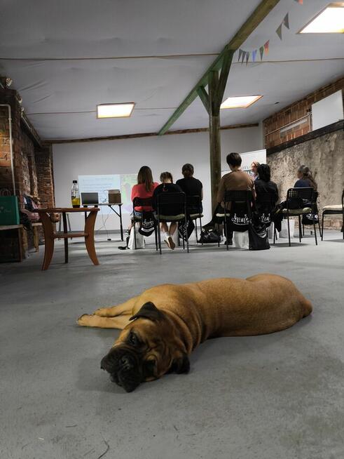 Szkolenia dla groomerów