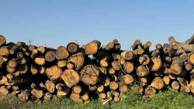 DĄB w wałkach na sprzedaż TANIO