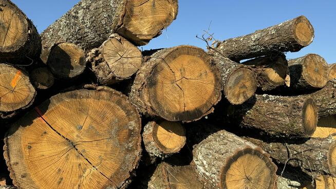 DĄB w wałkach na sprzedaż TANIO