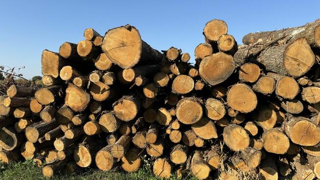 DĄB w wałkach na sprzedaż TANIO