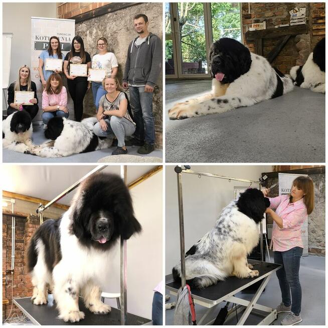 Szkolenia dla groomerów