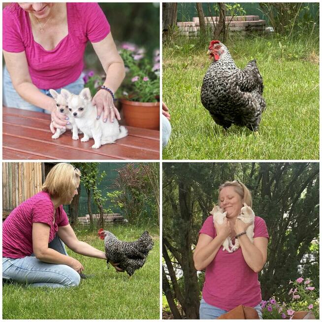 Szkolenia dla groomerów