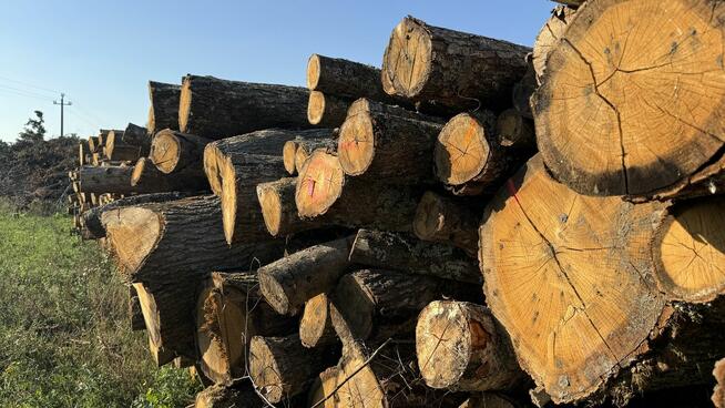 DĄB w wałkach na sprzedaż TANIO