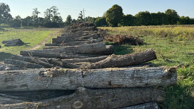 DĄB w wałkach na sprzedaż TANIO