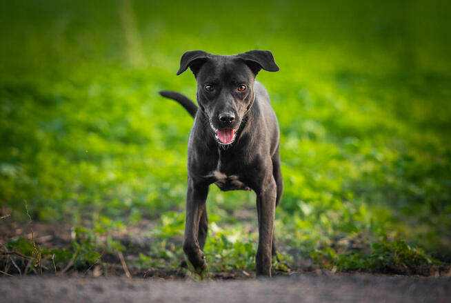 Paty - roczna, wesoła, pełna energii suczka!