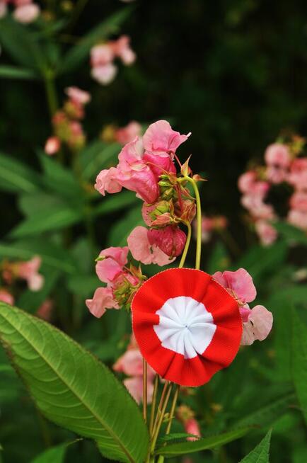 #Rozeta #Kotylion #Kokarda #narodowa