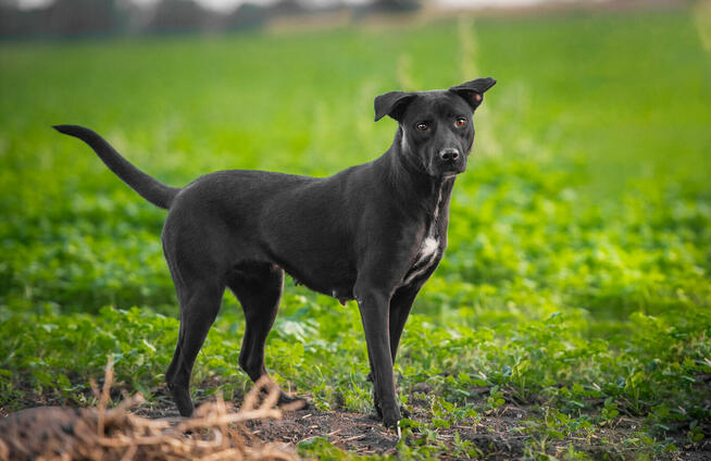 Paty - roczna, wesoła, pełna energii suczka!