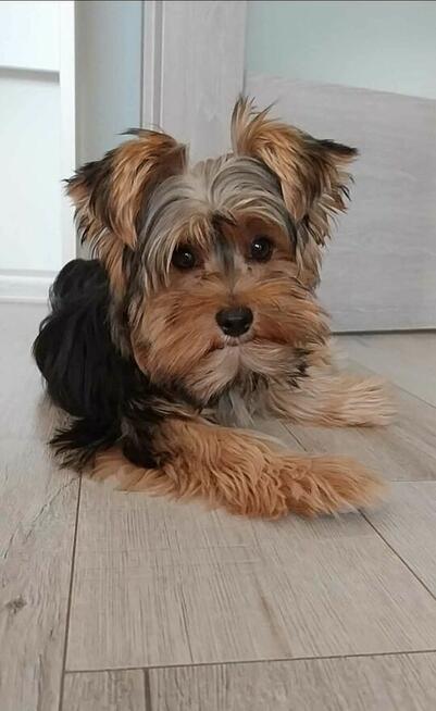 Yorkshire terrier