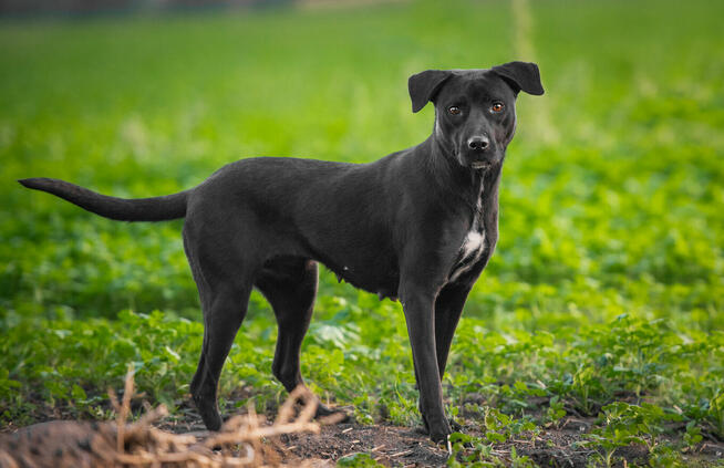 Paty - roczna, wesoła, pełna energii suczka!