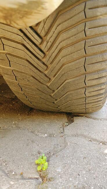 Alufelgi 17 z oponami TANIO Primera P12