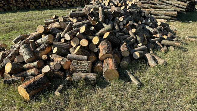 Ładny świerk na OPAŁ na sprzedaż TANIO