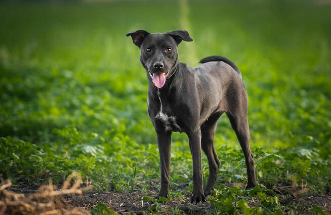 Paty - roczna, wesoła, pełna energii suczka!