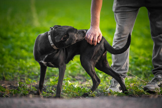 Paty - roczna, wesoła, pełna energii suczka!