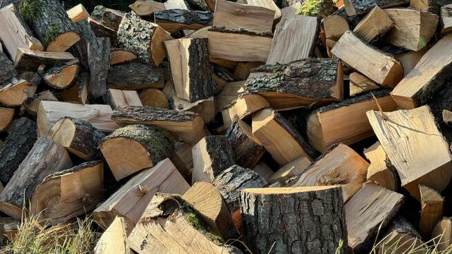 Ładny świerk na OPAŁ na sprzedaż TANIO