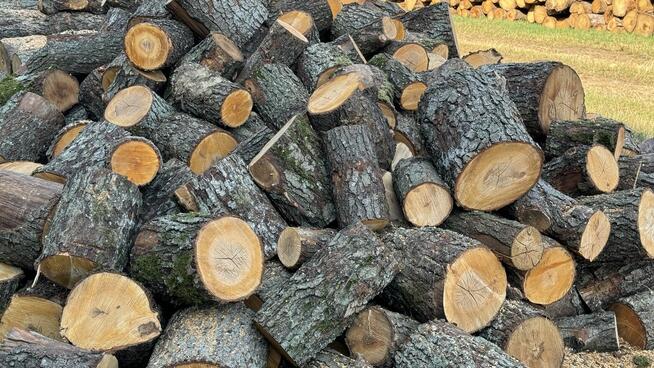 Ładny świerk na OPAŁ na sprzedaż TANIO