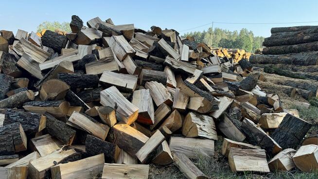 Ładny świerk na OPAŁ na sprzedaż TANIO