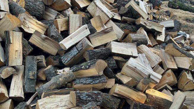 Ładny świerk na OPAŁ na sprzedaż TANIO