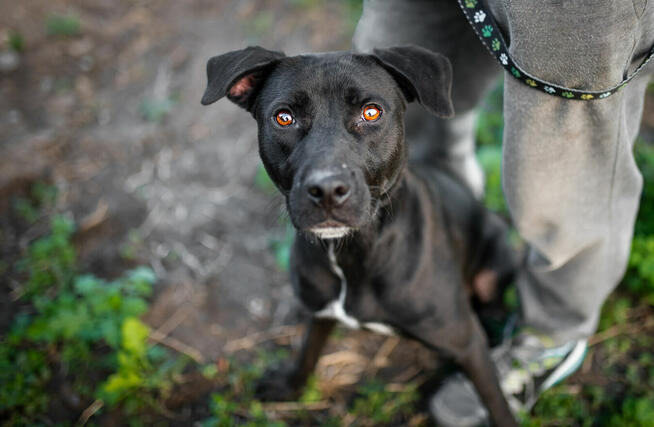 Paty - roczna, wesoła, pełna energii suczka!