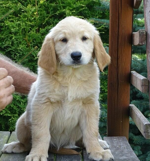 Golden retriever Paszport