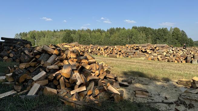 Ładny świerk na OPAŁ na sprzedaż TANIO